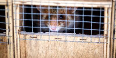 En Alsace, des lâchers de grands hamsters pour compenser l'impact d'une autoroute