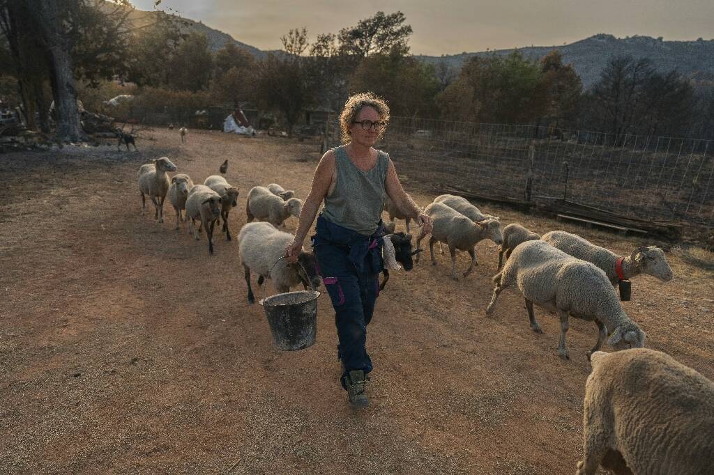 Dans l'Aude, la solidarité paysanne joue à plein pour aider les éleveurs sinistrés par le gigantesque incendie