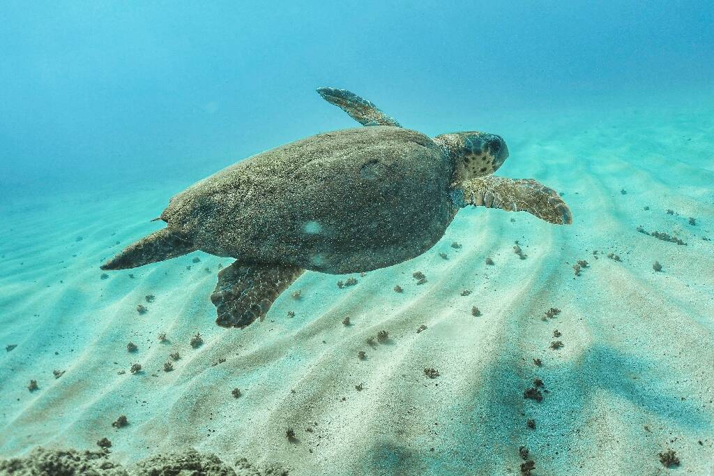 Les tortues marines, des animaux menacés
