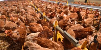 Grippe aviaire: des millions d'animaux à abattre dans l'ouest de la France pour éviter une nouvelle pandémie