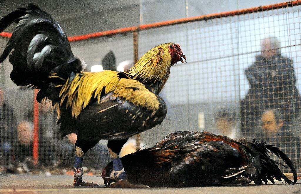 Une pétition réclame l'interdiction des combats de coqs "au nom du bien-être animal"