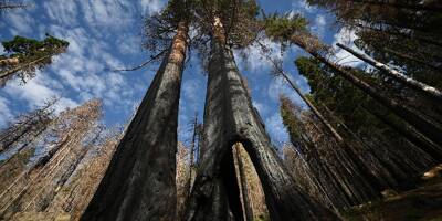 Gigantesques feux en Californie: les séquoias millénaires, trésors emblématiques, peuvent-ils encore survivre seuls?
