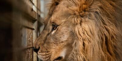 Secourus de la guerre en Ukraine, trois lions ont trouvé refuge en Bourgogne