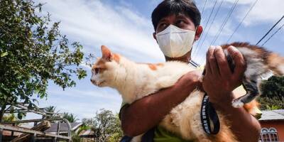 Près d'un volcan indonésien, des bénévoles sauvent les animaux malgré l'état d'alerte maximum