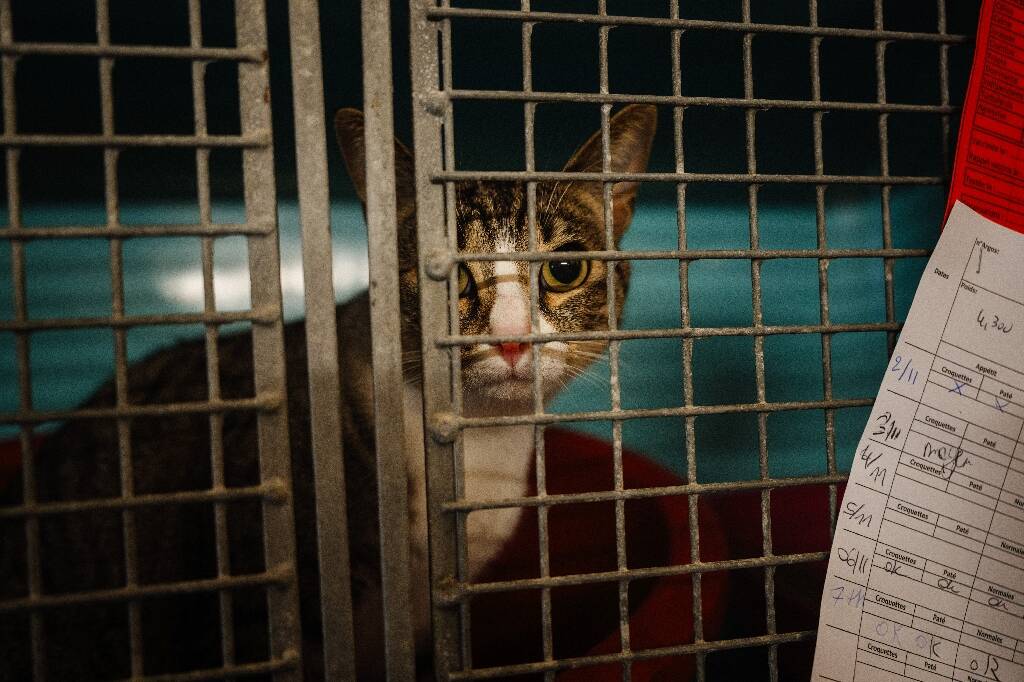 La SPA a recueilli 14% d'animaux de plus cet été que l'an dernier