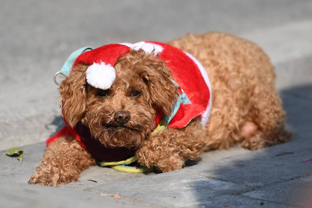 "Un membre de la famille comme les autres": la tendance de gâter ses animaux à Noël perdure