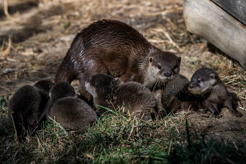 Rare naissance de quatre bébés loutres naines d'Asie au parc animalier d'Auvergne