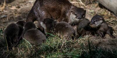 Rare naissance de quatre bébés loutres naines d'Asie au parc animalier d'Auvergne