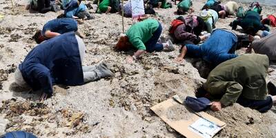 La tête dans le sable pour dénoncer l'insuffisance de l'action contre les algues vertes en Bretagne