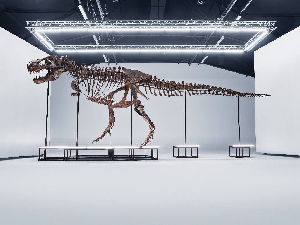 Un squelette de T-Rex va être vendu aux enchères en Suisse, une première en Europe