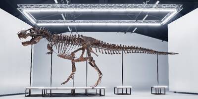 Un squelette de T-Rex va être vendu aux enchères en Suisse, une première en Europe