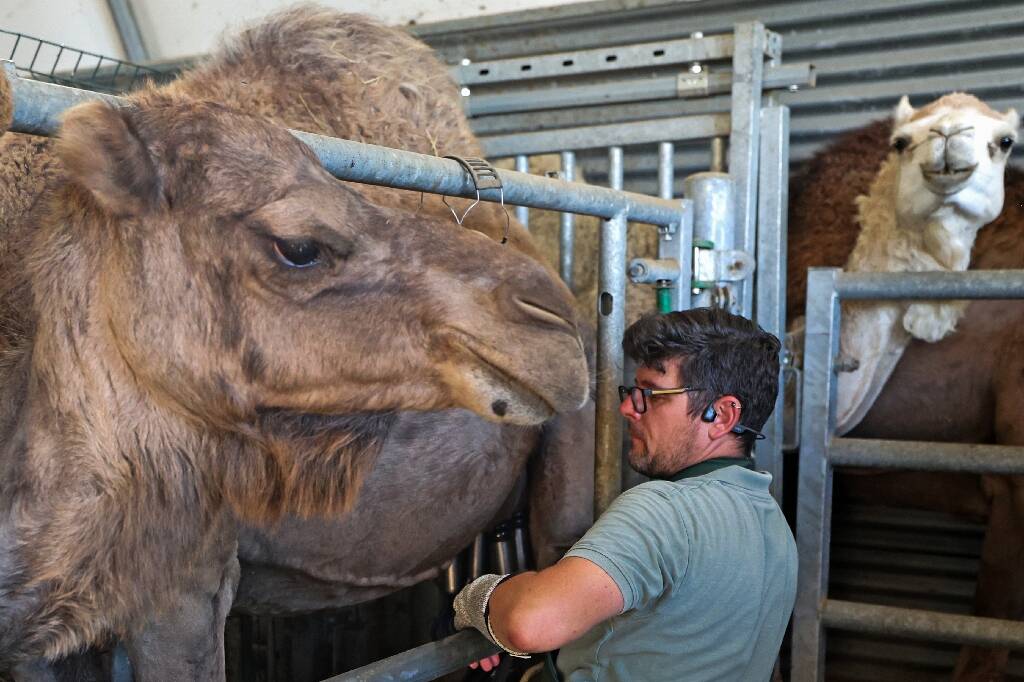 Du fromage... de chamelle, ça vous dit? Dans le Nord, c'est le pari insolite (mais pas insensé) de cet éleveur