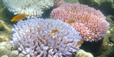 La Grande Barrière de corail 