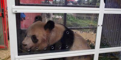 Le panda star Yuan Meng quitte la France sous les applaudissements pour rejoindre la Chine