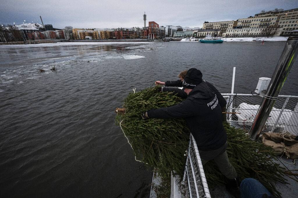 "C'est super de trouver des solutions respectueuses de l'environnement": pourquoi les sapins de Noël sont offerts aux poissons en Suède