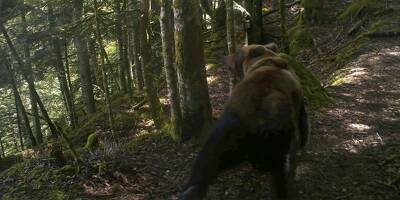 Le gouvernement rend possible, sous certaines conditions, l'effarouchement de l'ours dans les Pyrénées