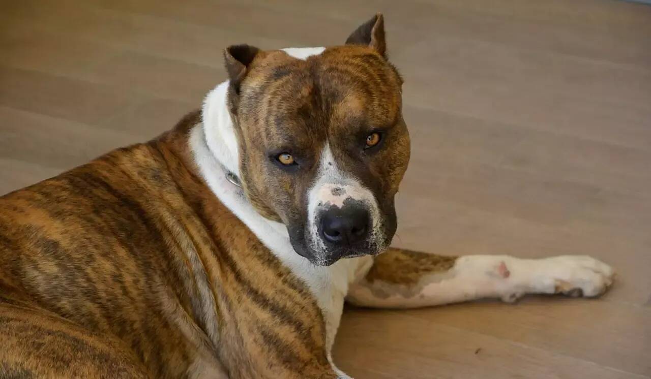 Un bébé de 9 mois tué après avoir été mordu au visage par le pitbull de la famille en Italie
