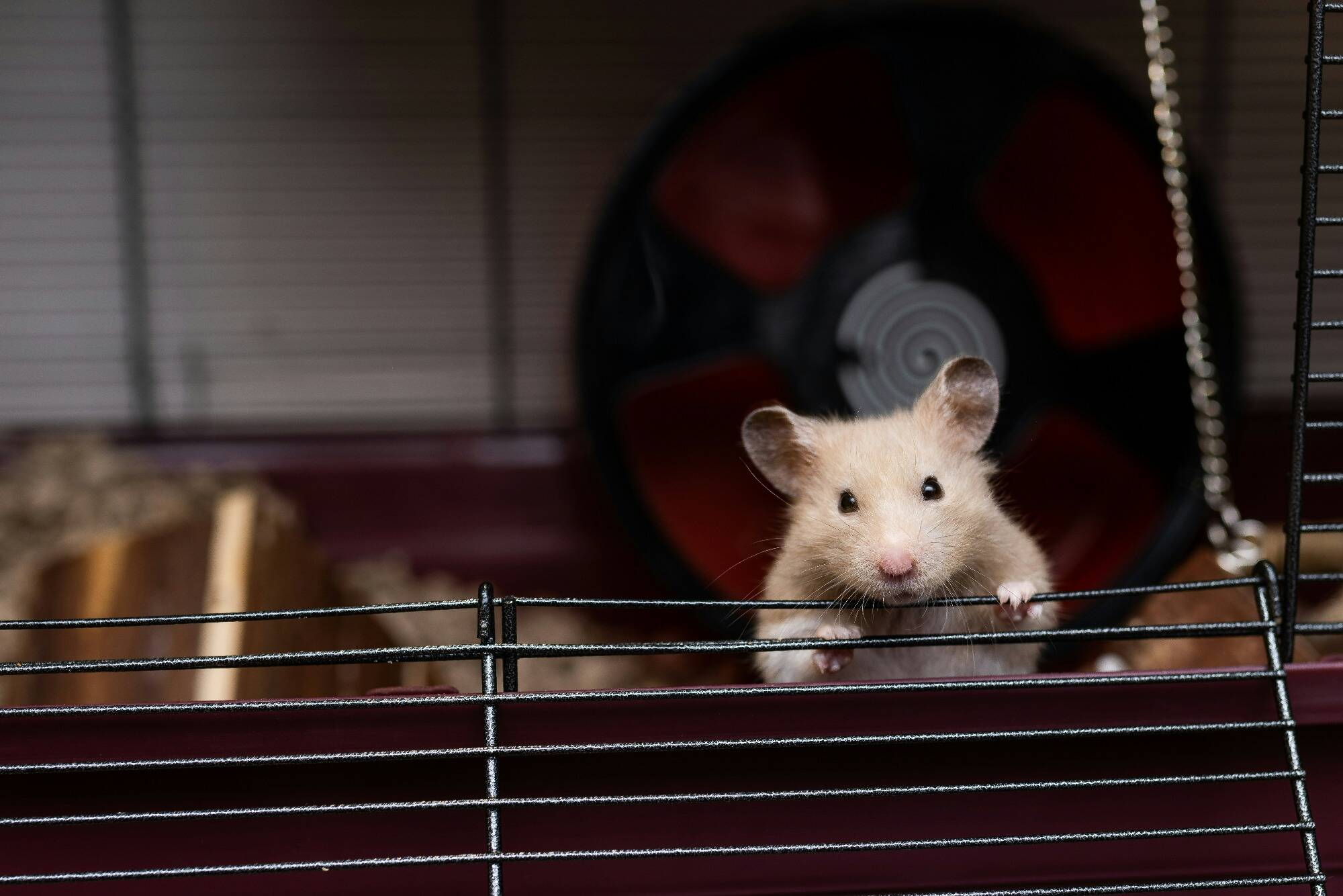 Ils étaient enfermés en soute: un avion immobilisé à cause de l'évasion de 132 hamsters au Portugal