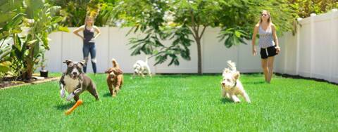 Chenil pour chien et alternatives de gardiennage de chien - Animal Futé