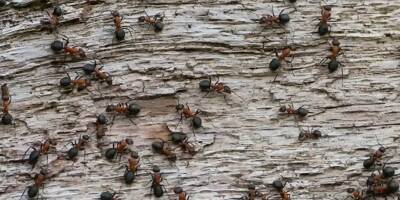 Des centaines de millions de fourmis ont colonisé une plage du littoral méditerranéen