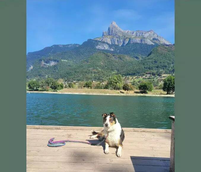 Un chien tué par balle en Ile-et-Vilaine: sous le choc, sa maîtresse lance un appel à témoins