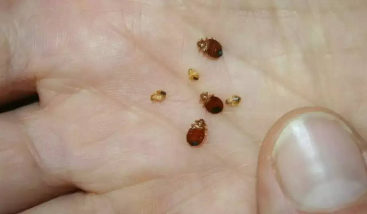 Des punaises de lit retrouvées dans le collège et dans des cartables, un établissement fermé pendant une semaine à Marseille