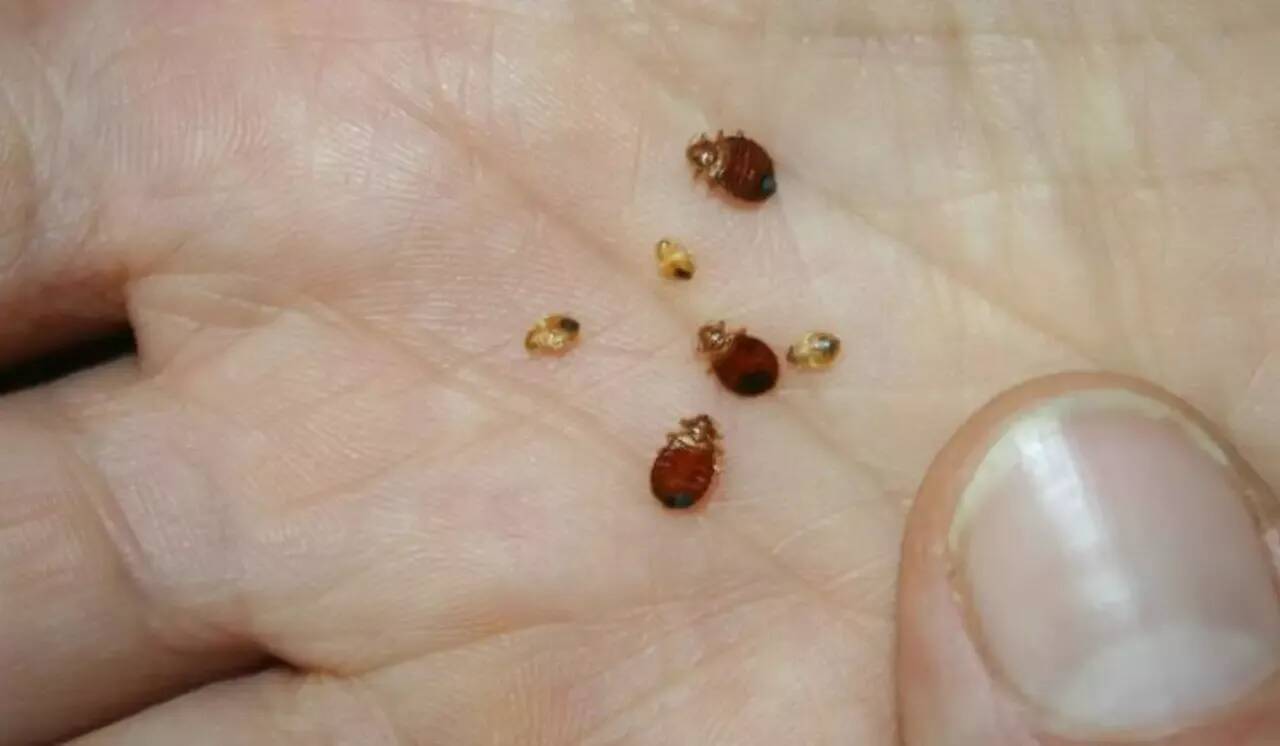 "Tout le monde peut être touché": les punaises de lit, une nuisance qui touche plus d'un foyer sur dix