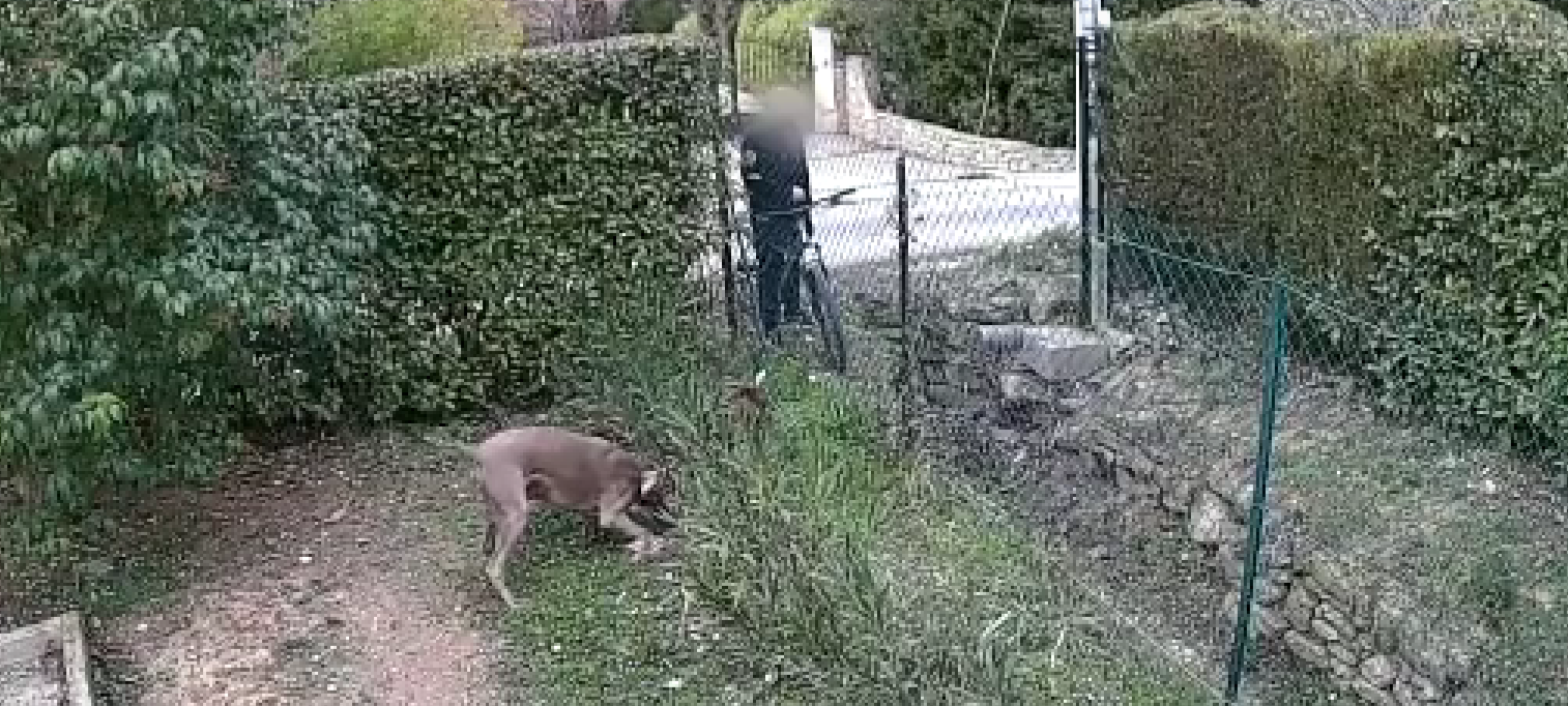 Le voisin serviable faisait avaler des clous aux chiens d'un couple, il est piégé grâce à des caméras de vidéosurveillance privées