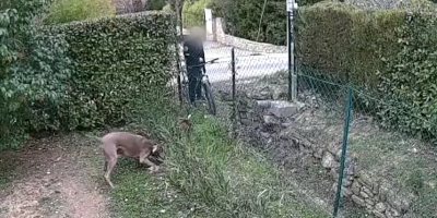 Le voisin serviable faisait avaler des clous aux chiens d'un couple, il est piégé grâce à des caméras de vidéosurveillance privées