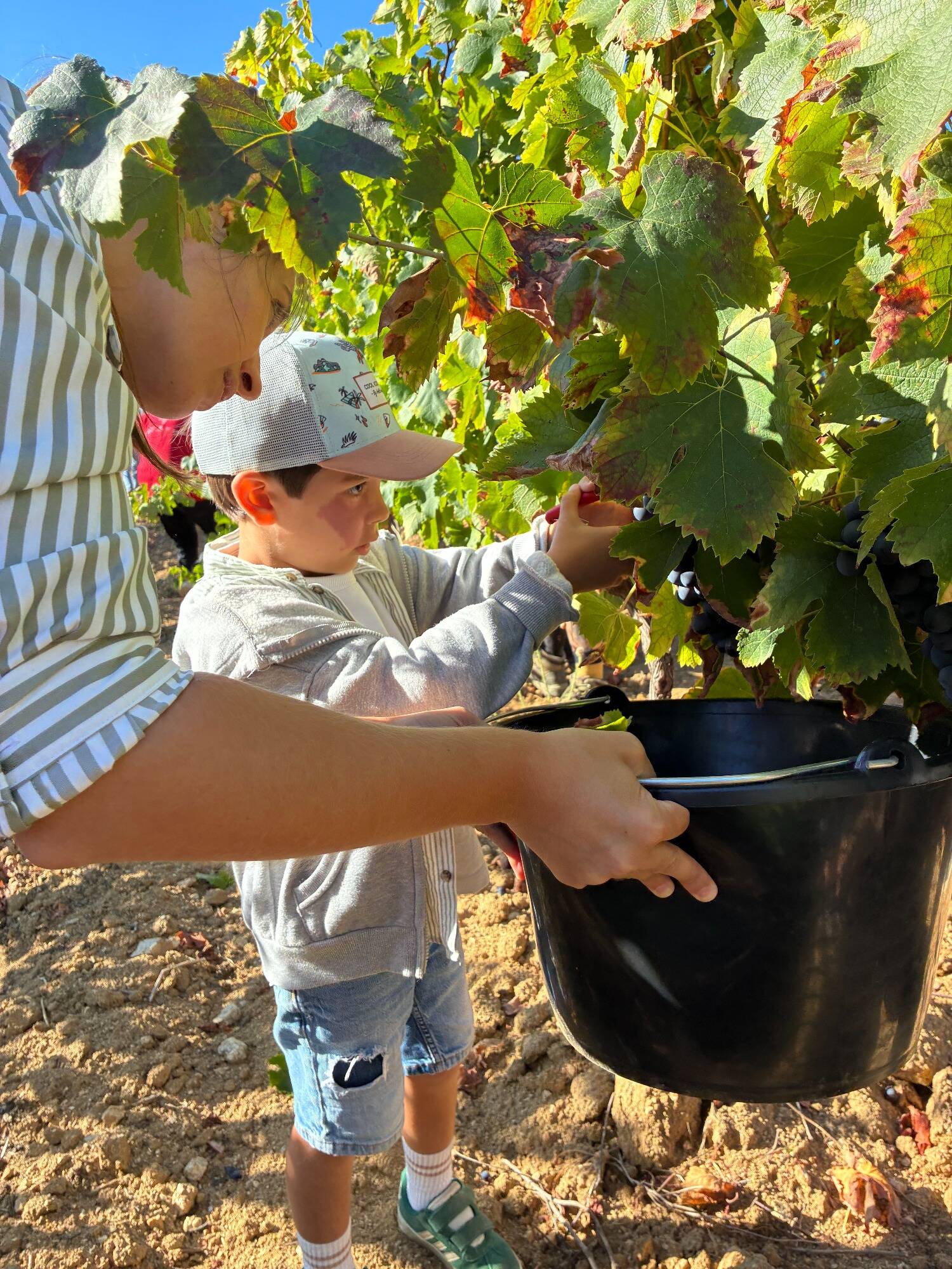 La vigne en famille à Saint-Tropez: à consommer sans modération