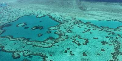 La Grande barrière de corail encore victime d'un blanchissement 