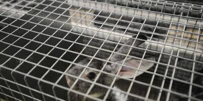 Bien-être animal: le Parlement européen appelle à la fin de l'élevage en cage d'ici 2027