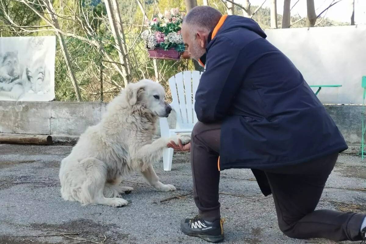 "C'est une merveille": on a pris des nouvelles de Sally, la chienne sauvée et opérée d'une tumeur