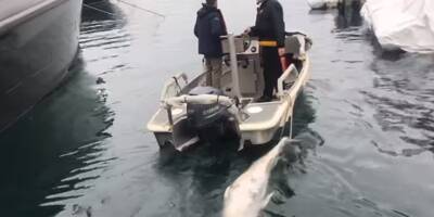 PHOTOS & VIDEO. Un baleineau mort trouvé dans le port de Saint-Tropez