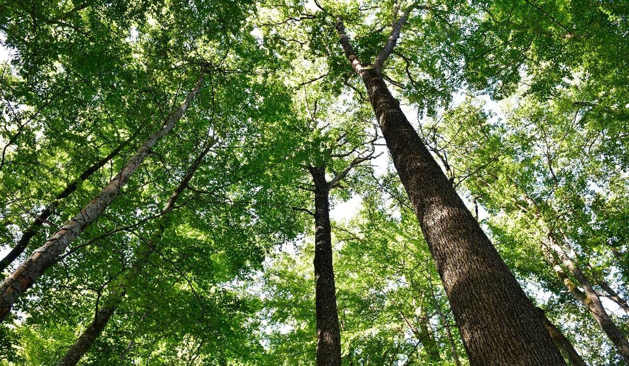 Toujours élevé, le prix du bois en forêt privée en baisse de 10% en 2023
