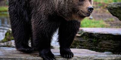 Lors de son jogging, un jeune homme de 26 ans est tué par un ours en Italie