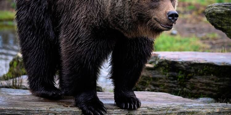 L'ours débarque sur le tarmac de cet aéroport et force à l'annulation de vols