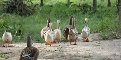 La grippe aviaire n'a pas pris de vacances, automne sous tension dans les élevages