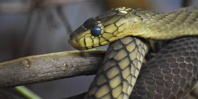 Un homme meurt chez lui entouré de 150 reptiles et 60 serpents venimeux
