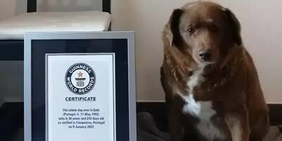 À plus de 31 ans, Bobi le plus vieux chien du monde est mort