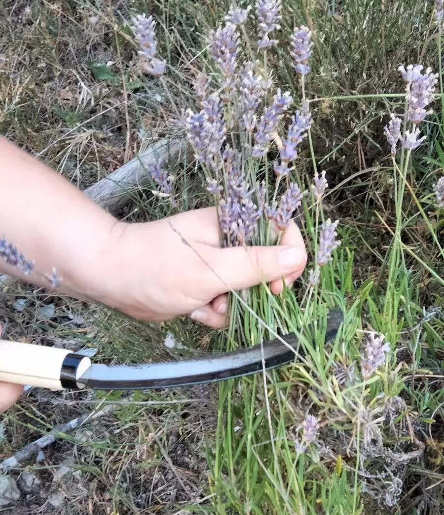 Avec 500kg de fleurs récoltés, la lavande aspic se fait plus rare cette saison mais reste toujours aussi précieuse à Sainte-Agnès