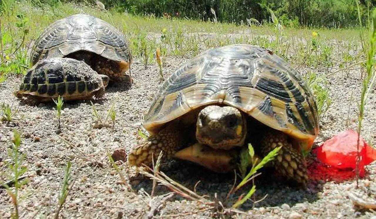 Les projets que vous pourrez soutenir sur la Côte d'Azur et dans le Var en grattant le nouveau jeu de la FDJ "Mission Nature"