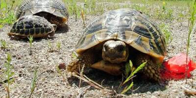 Un entrepreneur condamné à 150.000 euros d'amende pour destruction de tortues protégées en Corse