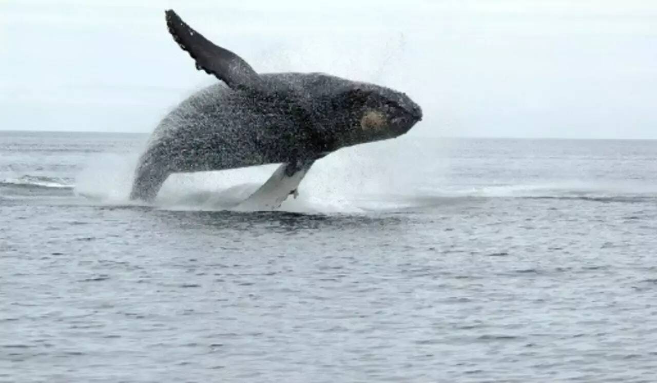 Avec l'OMI, Monaco participe à la création d'une zone de protection des cétacés