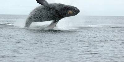 Une baleine d'une vingtaine de tonnes s'échoue sur une plage du Pas-de-Calais