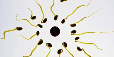 Pipette et petites annonces: le parcours parallèle des dons de sperme 