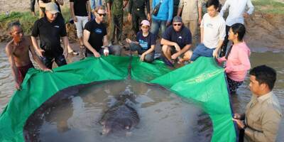4 mètres, 300 kg: le plus gros poisson d'eau douce jamais enregistré a été capturé puis relâché au Cambodge