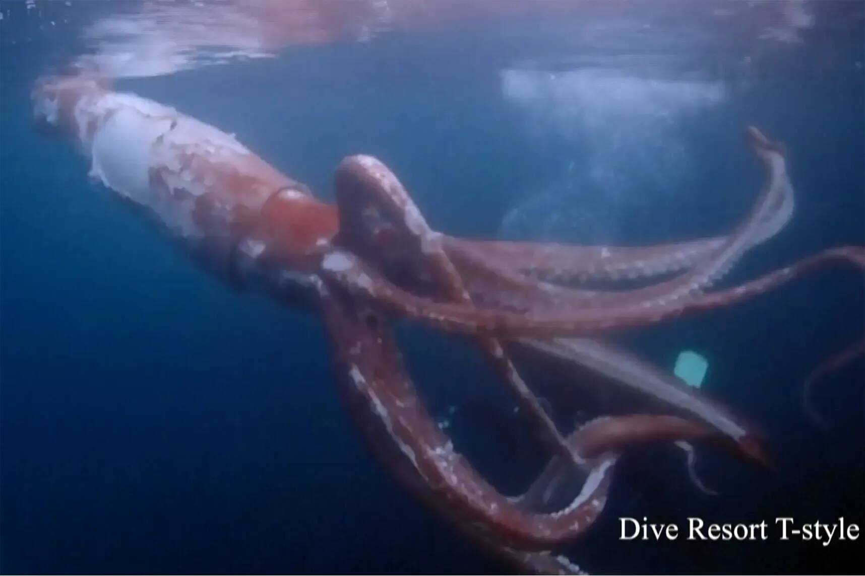 "C'était palpitant": les images rarissimes d'un calamar géant filmé par des plongeurs au Japon