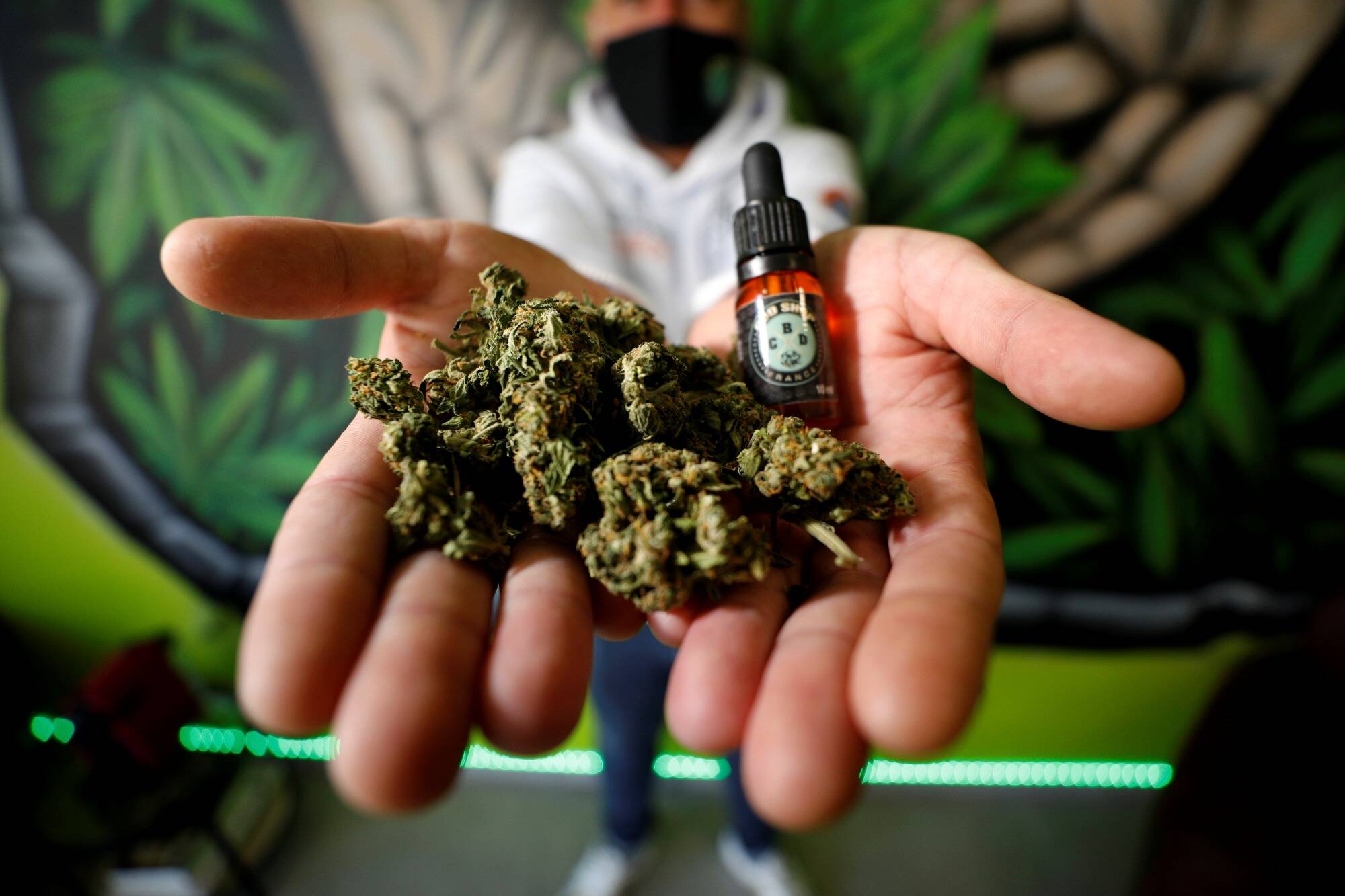 Légalisation du cannabis imminente en Allemagne: pourquoi ça coince en France - Nice-Matin