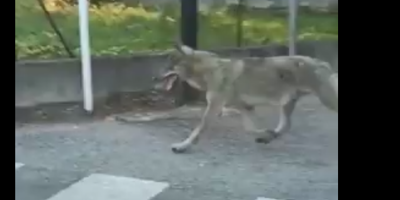 VIDEO. Un loup rôde-t-il dans les rues du Pradet? Un automobiliste a pu le filmer